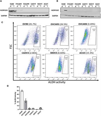 Disulfiram Transcends ALDH Inhibitory Activity When Targeting Ovarian Cancer Tumor-Initiating Cells